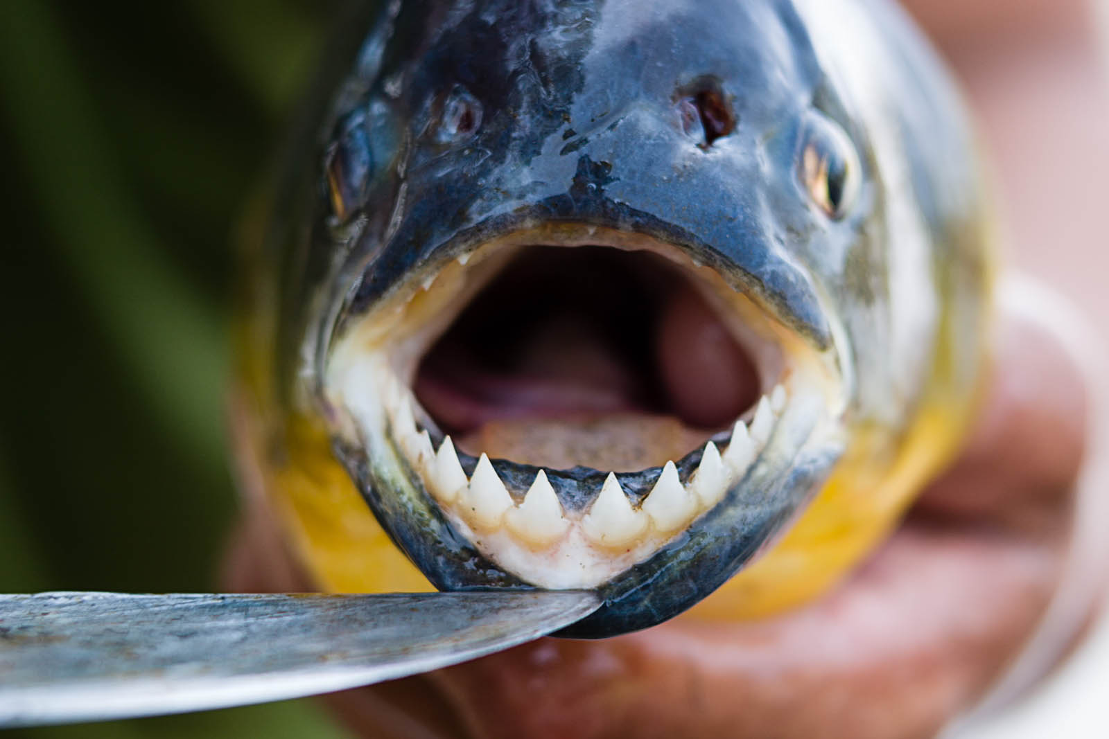 Рыба с открытым ртом