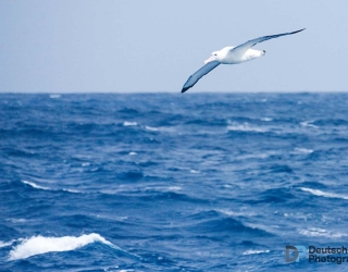 Wandering Albatross