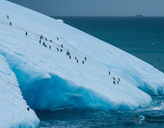 Chinstrap penguins