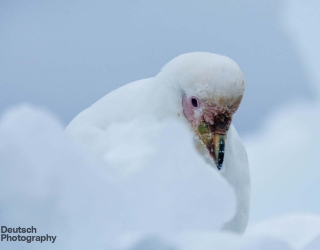 Snowy Sheathbill