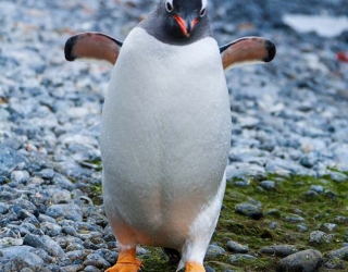 Gentoo Penguin
