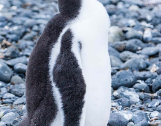 Young Gentoo