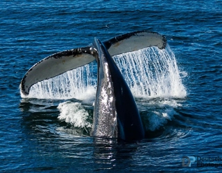 Humpback Fluke 1
