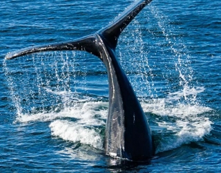Humpback Fluke 2