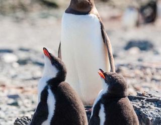 Posing Gentoo Trio
