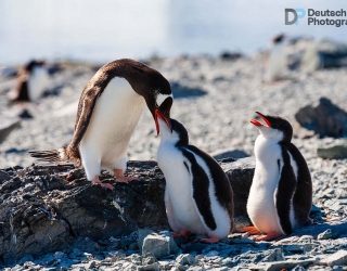 Gentoo feedings its young pair