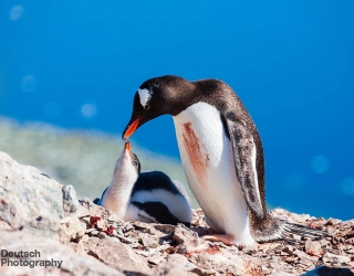 Gentoo feeding its chick 1