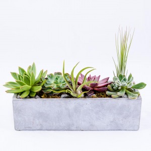Product shoot of floral succulent arrangement