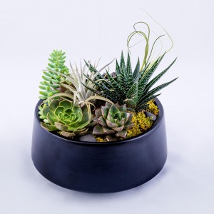 Product shoot of floral succulent arrangement in black planter