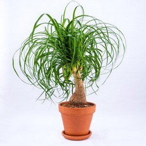 Product shoot of money tree for national florist