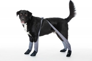 Product shoot of Walkee Paws houndstooth waterproof leggings