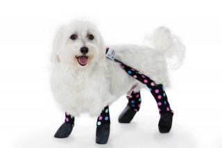 Product shoot of Walkee Paws polka dot waterproof dog leggings