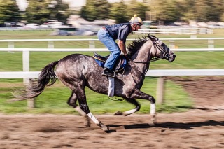 Race horse working out on NY track