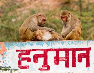 Galta Temple, Jaipur, India