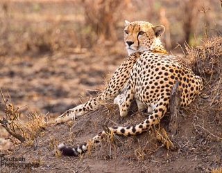 Maasai Mara National Reserve, Kenya