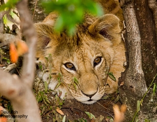 Maasai Mara National Reserve, Kenya