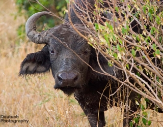 Maasai Mara National Reserve, Kenya
