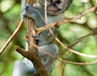 Lake Manyara, Tanzania