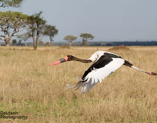 Serengeti National Park, Tanzania