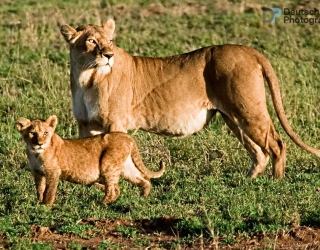Serengeti National Park, Tanzania