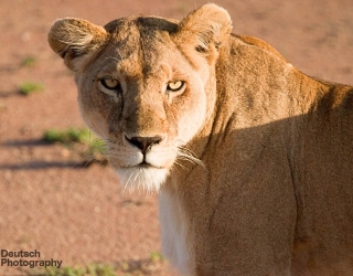 Serengeti National Park, Tanzania
