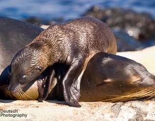 Leon Dormido Island, Galapagos Islands