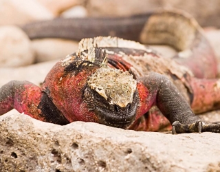 Galapagos Islands