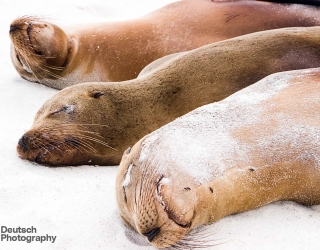 Galapagos Islands