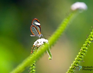 Manu Biosphere, Peru