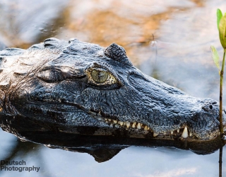Pantanal, Brazil